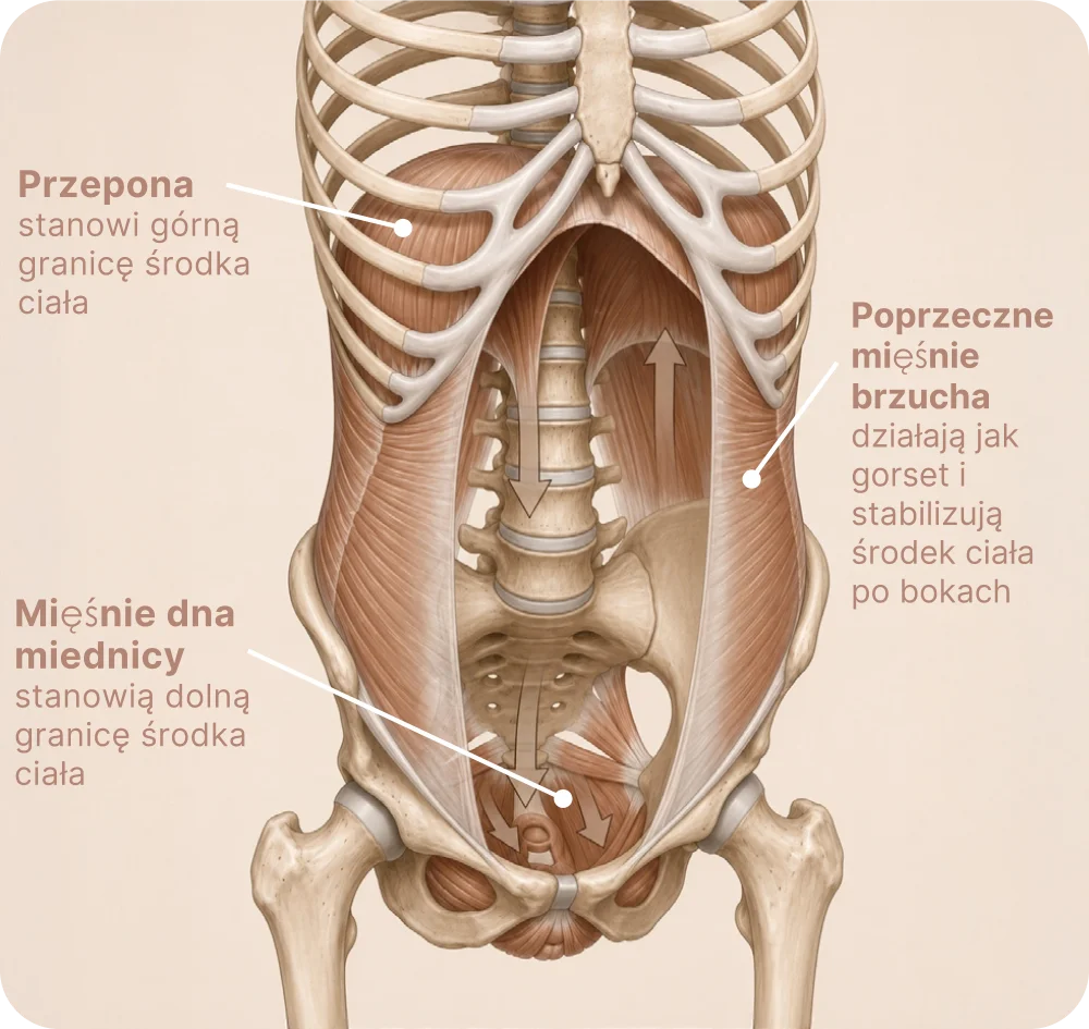 Mięśnie dna miednicy i środek ciała